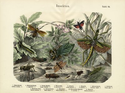 Insectes, c.1860 - German School